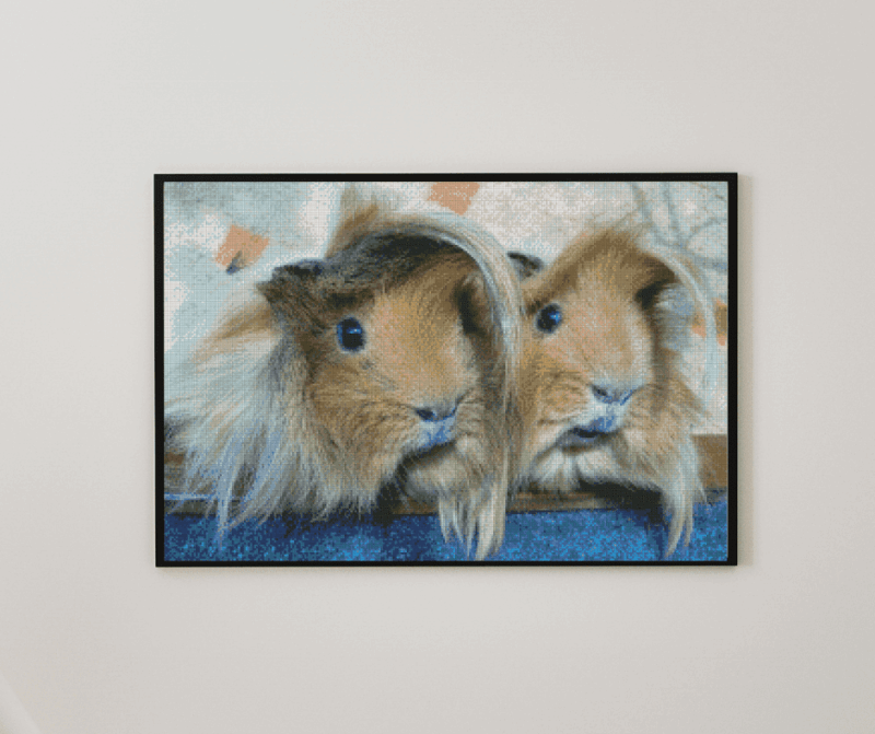 Meerschweinchen 50x70 eckige Steine