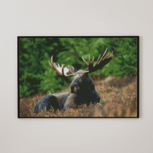 Elch 50x70 eckige Steine