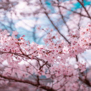 Startseite 36 Handgemachte Kerze aus Soja Wachs - Sakura/Kirschblüte