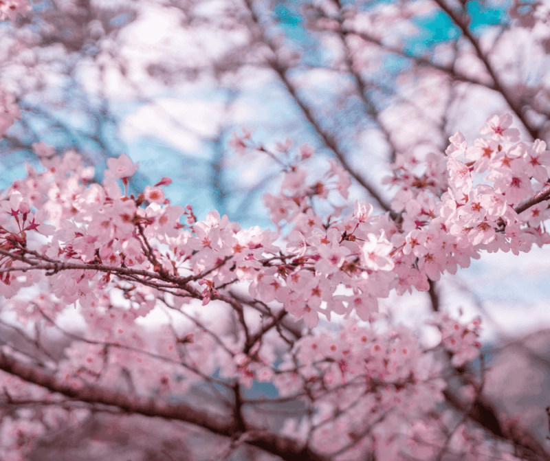 Handgemachte Kerze aus Soja Wachs - Sakura/Kirschblüte